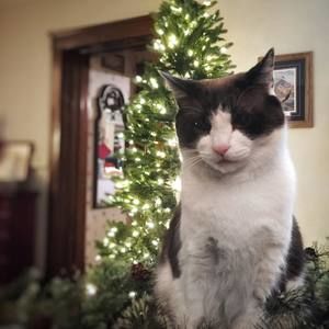 Meet your Posher, Wayne